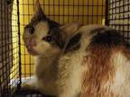 Adopt GEMA a Domestic Short Hair