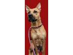 Adopt NINA a German Shepherd Dog, Mixed Breed