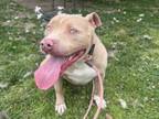 Adopt SOPHIA a Pit Bull Terrier