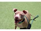 Adopt BRANDY a Pit Bull Terrier