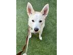 Adopt RINA a German Shepherd Dog