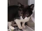 Adopt KELLEY a Domestic Short Hair