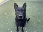 Adopt XUXA a German Shepherd Dog