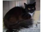 Adopt SMITHERS a Domestic Short Hair