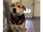Adopt MINNIE a Labrador Retriever, German Shepherd Dog