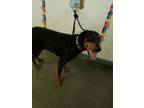 Adopt RICHY a Doberman Pinscher