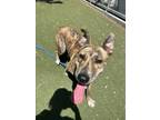 Adopt AUGUST a Pit Bull Terrier, German Shepherd Dog