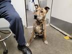Adopt AUGUST a Pit Bull Terrier, German Shepherd Dog