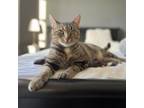 Adopt Adora a Domestic Short Hair