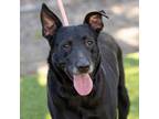 Adopt SADIE a Labrador Retriever