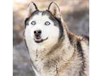 Adopt POSEY a Siberian Husky