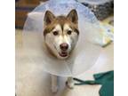 Adopt MARIPOSA a Siberian Husky