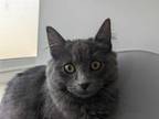 Adopt ENID a Domestic Short Hair