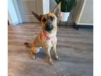 Adopt EMMY a Shiba Inu, Australian Cattle Dog / Blue Heeler