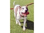 Adopt Penelope a Pit Bull Terrier