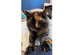 Adopt Sophie a Domestic Long Hair