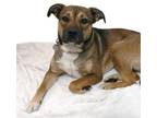 Adopt Leila a Labrador Retriever, Australian Cattle Dog / Blue Heeler