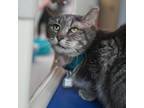 Adopt Calamity a Domestic Short Hair