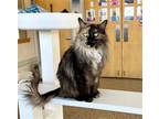 Adopt URSULA a Maine Coon, Domestic Short Hair