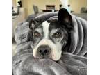 Adopt Indi a Pit Bull Terrier