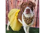 Adopt Red a Pointer, Mixed Breed