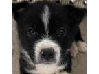 Adopt Jazz a Border Collie, Mixed Breed