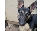 Adopt Stella a German Shepherd Dog, Mixed Breed