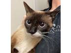 Adopt Mimi a Siamese, Domestic Short Hair