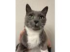 Adopt Aria a Domestic Short Hair