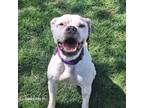 Adopt Periwinkle a Boxer, Pit Bull Terrier