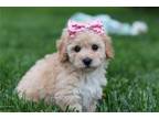 Mutt Puppy for sale in Canton, OH, USA