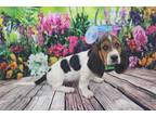 Basset Hound Puppy for sale in Tulsa, OK, USA