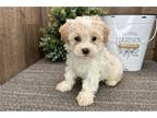 Havanese Puppy for sale in South Bend, IN, USA