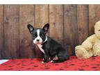 Boston Terrier Puppy for sale in Fort Wayne, IN, USA