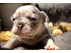 French Bulldog Puppy for sale in Fort Lauderdale, FL, USA