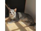 Adopt Mini (Bonded with Merrick) a Domestic Short Hair