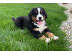 Bernese Mountain Dog Puppy for sale in Fort Wayne, IN, USA