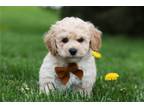 Mutt Puppy for sale in Canton, OH, USA