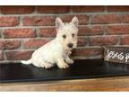 Scottish Terrier Puppy for sale in Salina, KS, USA