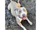 Adopt Lady Whistledown a Mixed Breed