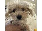 Adopt Ms. Squiggles a Mixed Breed