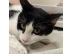 Adopt RiRi a Domestic Short Hair