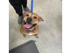 Adopt Bee a Mixed Breed