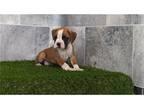 Boxer Puppy for sale in Fort Wayne, IN, USA