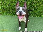 Adopt MEEKA a Pit Bull Terrier, Mixed Breed