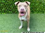 Adopt GINGER a Pit Bull Terrier