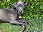 Adopt SHILO a Pit Bull Terrier