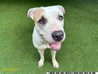 Adopt CREAM a Pit Bull Terrier, Mixed Breed