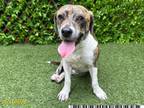 Adopt PUNKY BREWSTER a Beagle, Mixed Breed