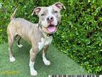 Adopt FIFI PICKLES a Pit Bull Terrier